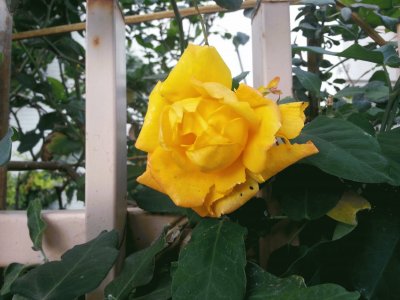 Yellow Roze