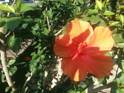 Hibiscus