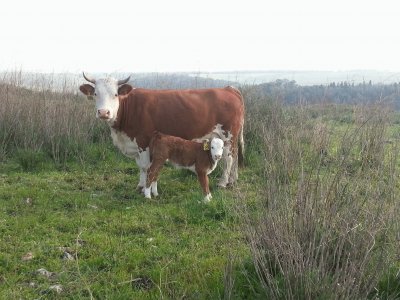 Cows, Ramot Menashe