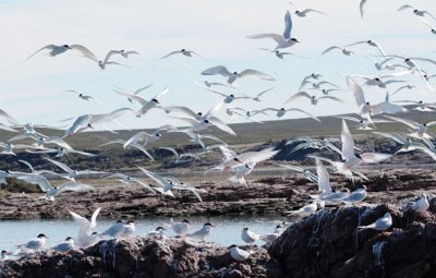 Gaviotines en la Isla PingÃ¼ino.Patagonia argentina