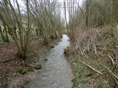 Quite river (East Belgium)