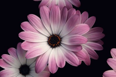 osteospermum