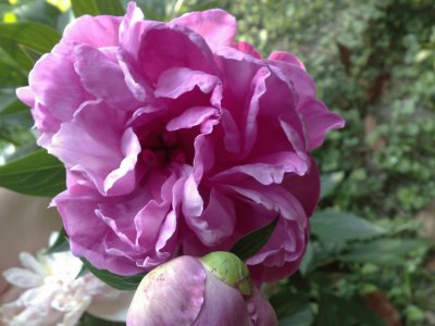 peonia erbacea