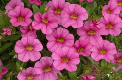 calibrachoa