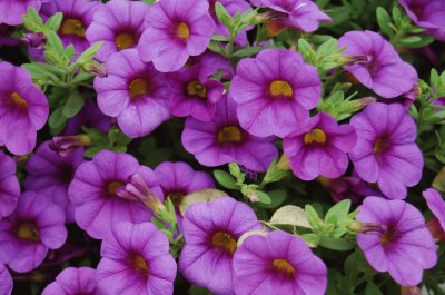 calibrachoa