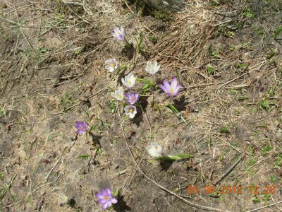 Alpin flowers (crocus) Fr