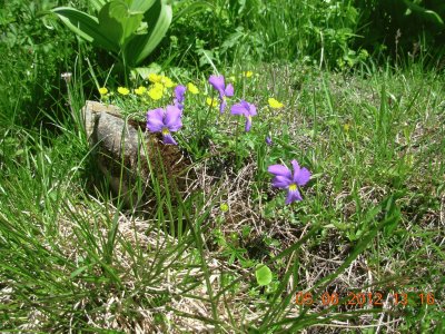 alpines spring flowers (Fr)