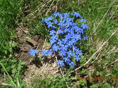 spring gentianes (Alps-FR)