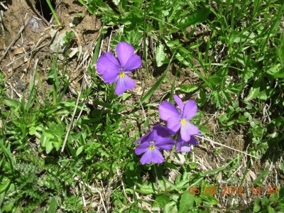 pensÃ©es alpines (Fr)