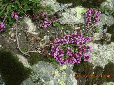 Fleurs des Alpes (Fr)