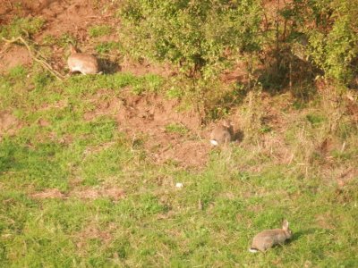 Lapins sauvages (Theux-East Belgium)