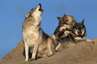 lobos