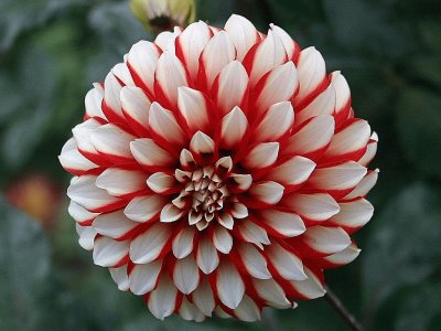 dahlia