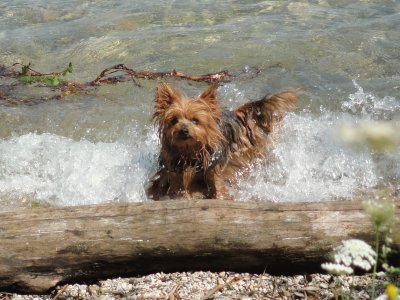 Chien au bain