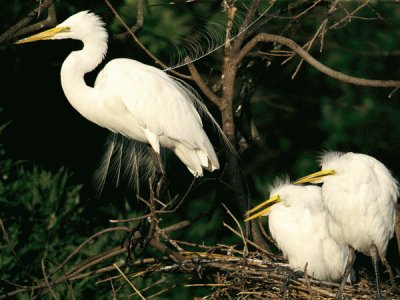 garza y polluelos