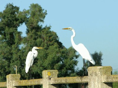 garza blanca