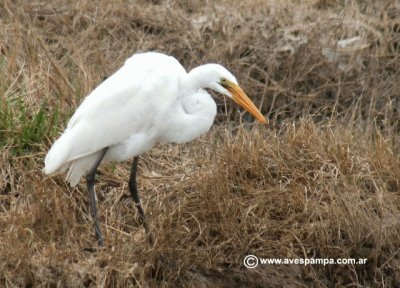 garza blanca 4