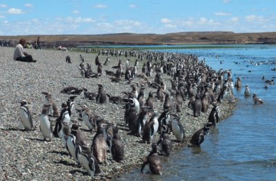 Isla PingÃ¼ino. Patagonia argentina