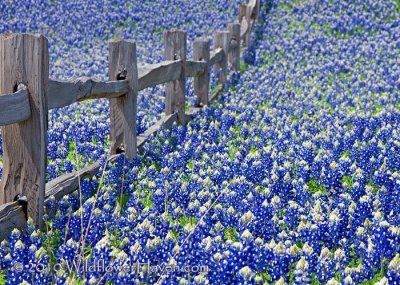 CAMPO DE FLORES