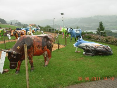 Vaches colorÃ©es Ã  GruyÃ¨re (CH)