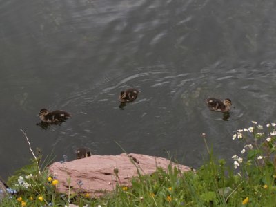 Petite famille (Fr)