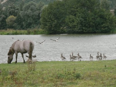 wild horse (Nl)