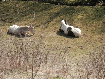 Horses (East Belgium)