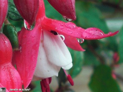 fuchsia