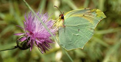 Gonepteryx cleopatra