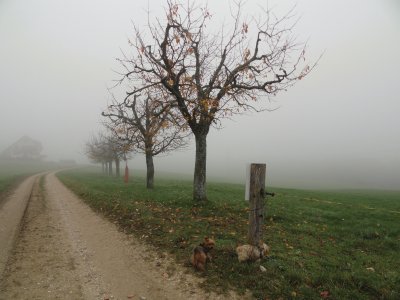 brouillard