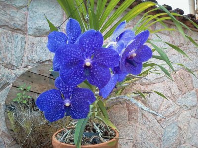 OrquÃ­dea Azul