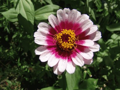 zinnia