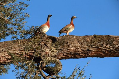 pareja