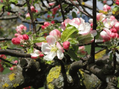 pommier en fleurs