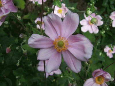 anemone