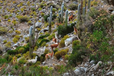 Quebrada de las Flechas. Salta. Argentina