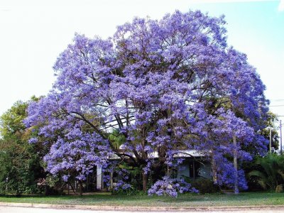 En Ramallo. Buenos Aires. Argentina