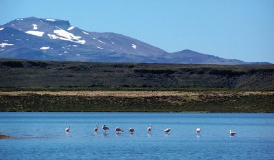 ANP Laguna Blanca. NeuquÃ©n. Argentina