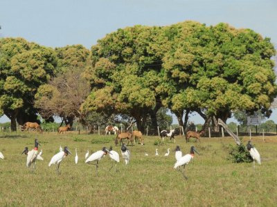 Tuiuius e Cavalos