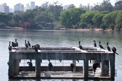 Parque Ibirapuera - São Paulo - SP