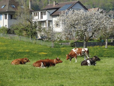 vaches aux champs