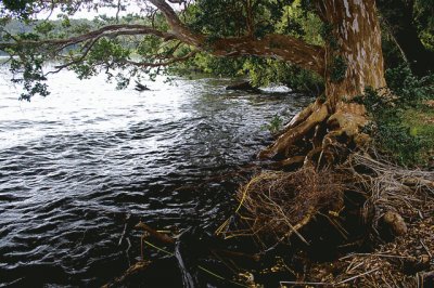 PN Los Arrayanes. NeuquÃ©n. Argentina