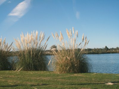 colas de zorros