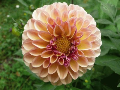 dahlia