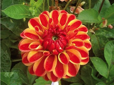 dahlia