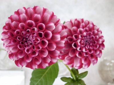 dahlia