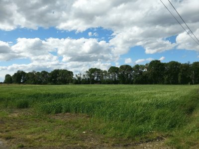 il grano verde