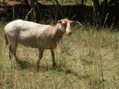 Welsch red sheep (East Belgium)