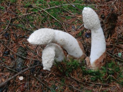 Mushrooms (East Belgium)