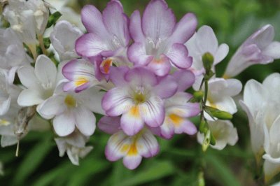 freesias